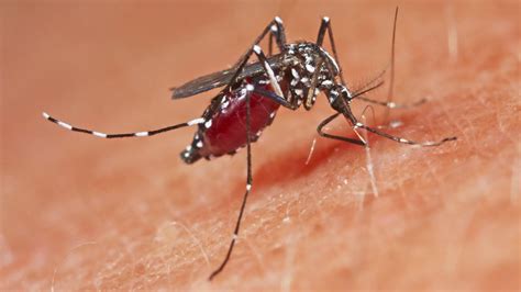 dengue impfstoff deutschland